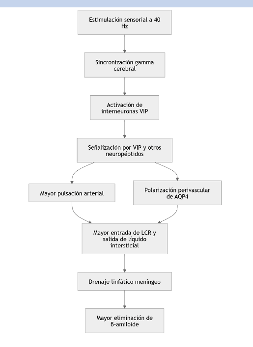 Diagrama de flujo: estimulación sensorial a 40 Hz y eliminación de B-amiloide